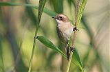 Gray Bushchat